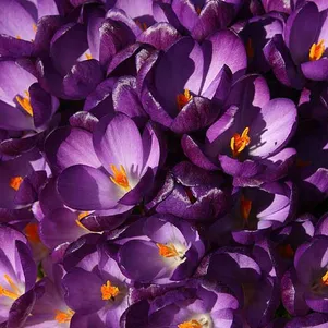 

Крокус Руби Гиант 15 шт