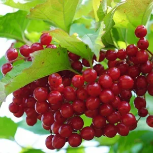 

Калина Таежные рубины