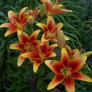 

Лилия Кавери OА