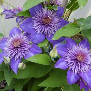 

Клематис Мульти Блю махровый крупноцветковый (2)