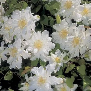 Клематис Сильвия Денни крупноцветковый 2 650₽