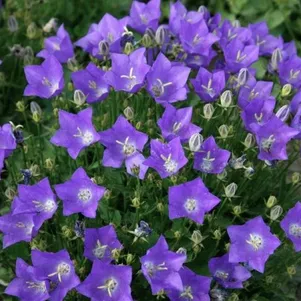 Колокольчик Перл Дип Блю карпатский 290₽