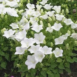 Колокольчик Перл Вайт карпатский 250₽