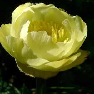 

Купальница Алебастр