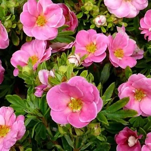 Лапчатка кустарниковая Пинк Парадайз 390₽