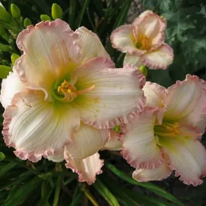 Лилейник Фростид Винтаж Раффлз 690₽