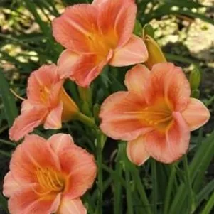 Лилейник Лонгфилдс Батерфляй 380₽