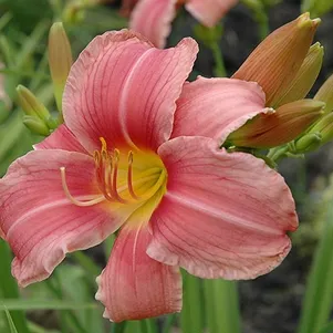 Лилейник Прэйри Белс 290₽