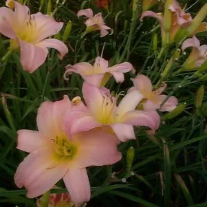 Лилейник Винсом Леди 360₽