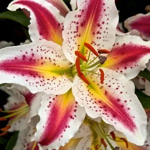 

Лилия Плейтайм восточная