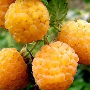 

Малина ремонтантная Голден Эверест (Rubus idaeus Golden Everest)