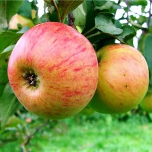 Яблоня Медуница 390₽