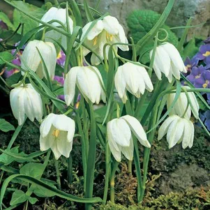 

Рябчик шахматный Мелеагрис Альба