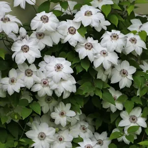 Клематис Мисс Бейтман крупноцветковый 2 690₽