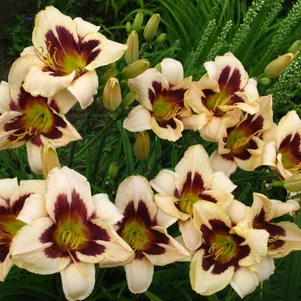 Лилейник Мунлит Маскарад 560₽