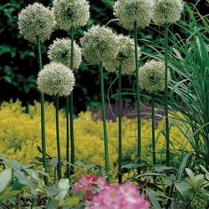 

Лук декоративный Маунт Эверест