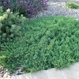 

Можжевельник Блю Пасифик прибрежный