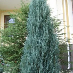 Можжевельник скальный Блю Арроу 690₽