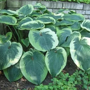 Хоста Нозен Экспози L 550₽