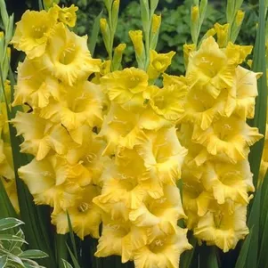 

Гладиолус Нова Люкс