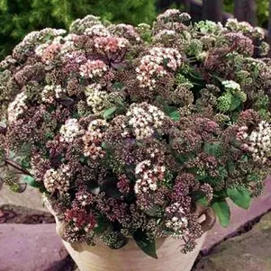 Очиток седум Мунлайт Серенада 380₽