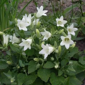 Колокольчик бледноохряный Мевр ван Воленхове 580₽