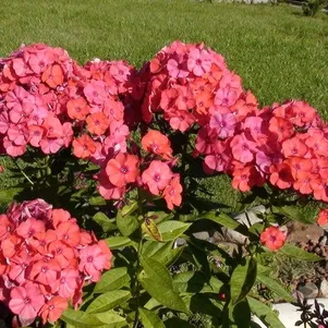 Флокс Оранж Перфекшион метельчатый 280₽