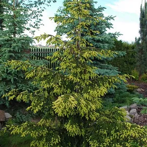 Ель восточная Ауреоспиката 2990₽