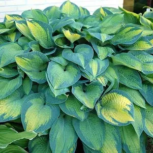 Хоста Паулс Глори ML 390₽