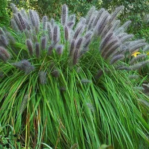 

Пеннисетум лисохвостный