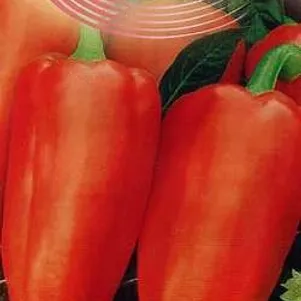 

Перец Богатырь сладкий 0,2 г, Семена Гавриш