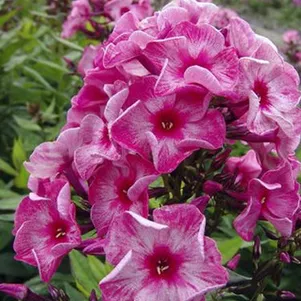 

Флокс Феррис Уил метельчатый