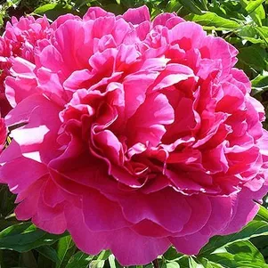 Пион Банкер Хилл 880₽