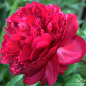 Пион лекарственный Рубра Плена 990₽