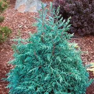 

Кипарисовик горохоплодный Бэби Блу