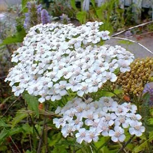 Тысячелистник Вайт Бьюти 350₽