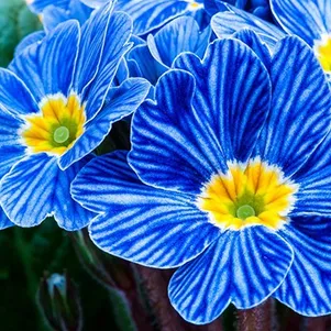 Примула Блю Зебра обыкновенная 850₽