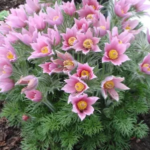 

Прострел Розеа