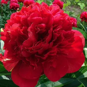 Пион Ред Шарм 1250₽