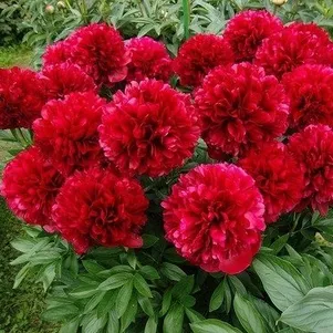 

Пион Ред Грейс