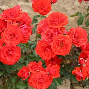 Роза Ред Ривер флорибунда, Imperial Rose