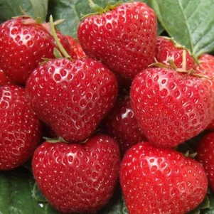 

Клубника Сельва ремонтантная урожайная крупная