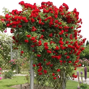 Роза Амадеус плетистая Топалович лиц 1190₽