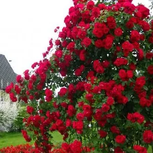 

Роза Фламентанц плетистая, Кордес (лиц)