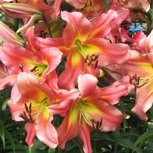 

Лилия Сатисфекшн ОТ-гибрид