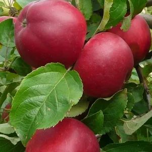 Яблоня Веньяминовское 480₽