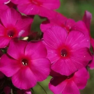 

Флокс метельчатый Ред Файр