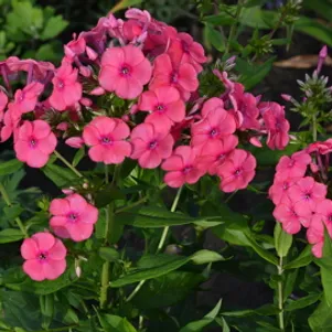 Флокс Кэнди Флосс Сахарная вата метельчатый 330₽