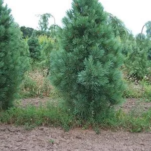 Сосна Веймутова Фастигиата 2990₽