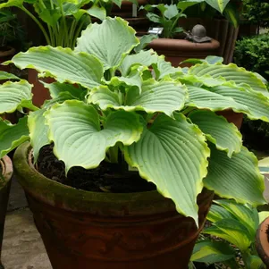 Хоста Спартакус M 880₽